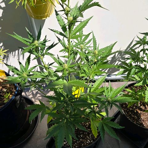 Skitti 1 growlog timeline photo