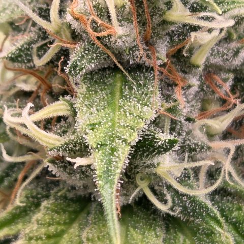 Diesel growlog timeline photo
