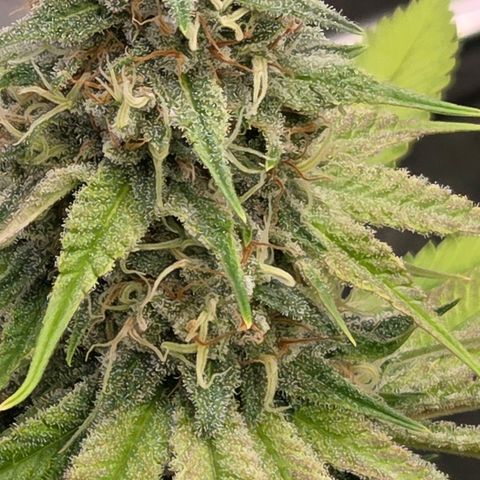 Diesel growlog timeline photo