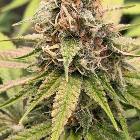 Diesel growlog timeline photo