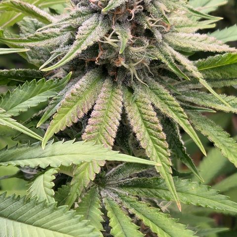 Diesel growlog timeline photo