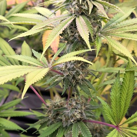 Diesel growlog timeline photo