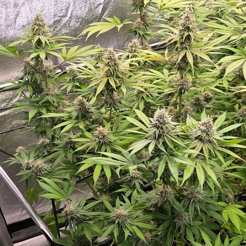 Diesel growlog timeline photo