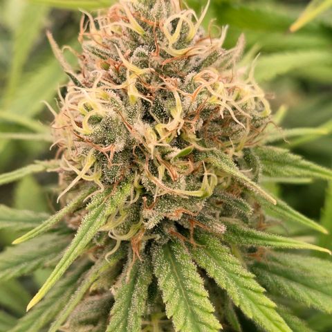 Mexican growlog timeline photo