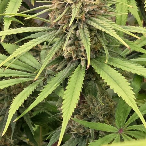Mexican growlog timeline photo