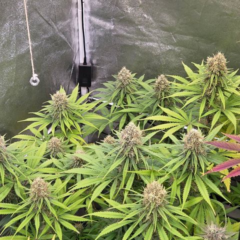 Mexican growlog timeline photo
