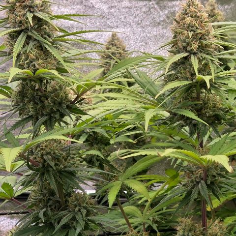 Mexican growlog timeline photo