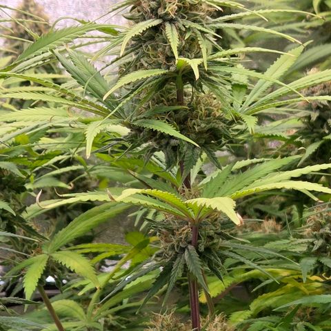 Mexican growlog timeline photo