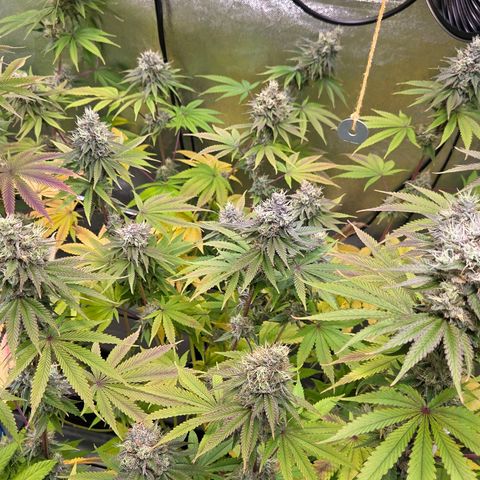 Kalini growlog photo: Was für eine Schönheit !