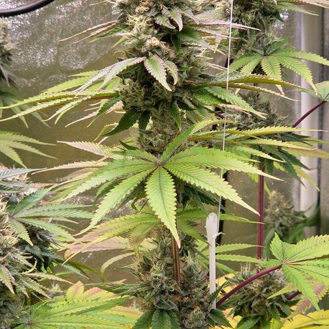 Kalini growlog photo: Was für eine Schönheit !
