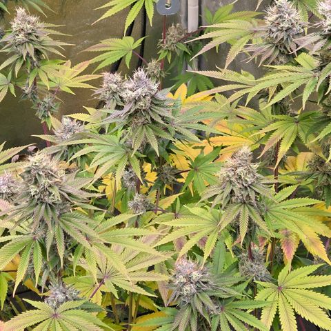Kalini growlog photo: Was für eine Schönheit !