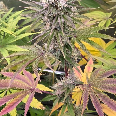 Kalini growlog photo: Was für eine Schönheit !