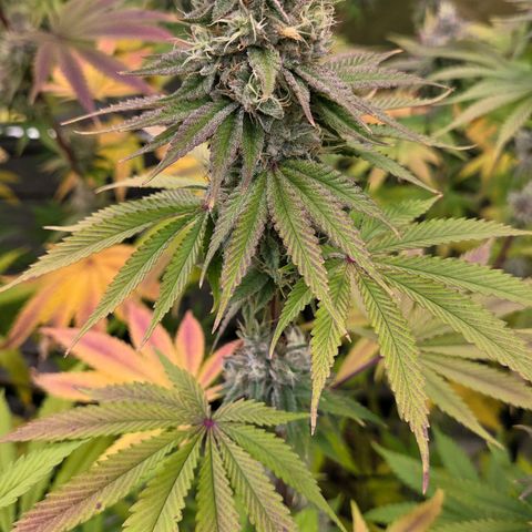 Kalini growlog photo: Was für eine Schönheit !