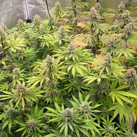 Kalini growlog photo: Einfach nur Genießen !
Ein geiler Blickfang