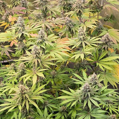 Kalini growlog photo: Einfach nur Genießen !
Ein geiler Blickfang