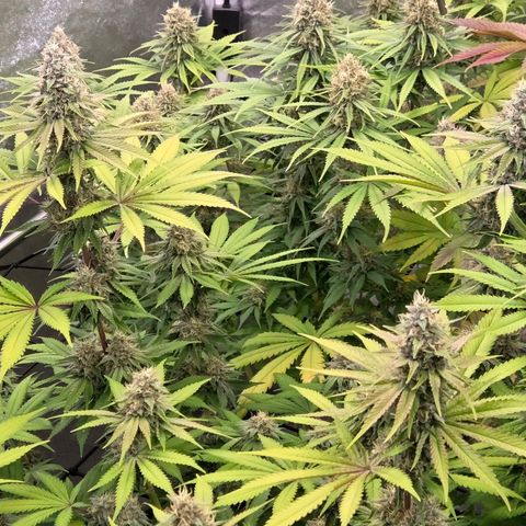 Kalini growlog photo: Einfach nur Genießen !
Ein geiler Blickfang