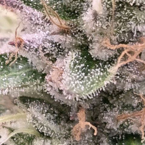 Kalini growlog timeline photo