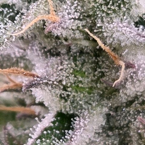 Kalini growlog timeline photo