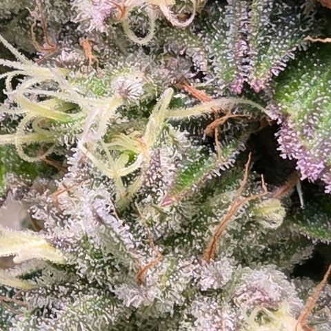 Kalini growlog timeline photo