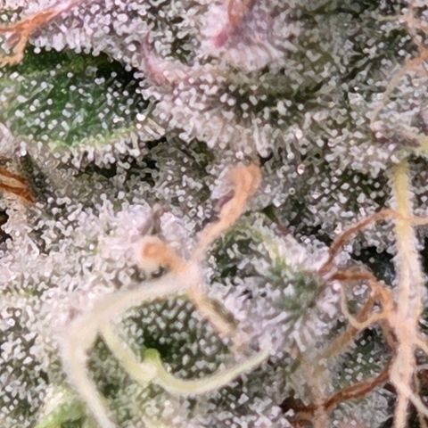 Kalini growlog timeline photo