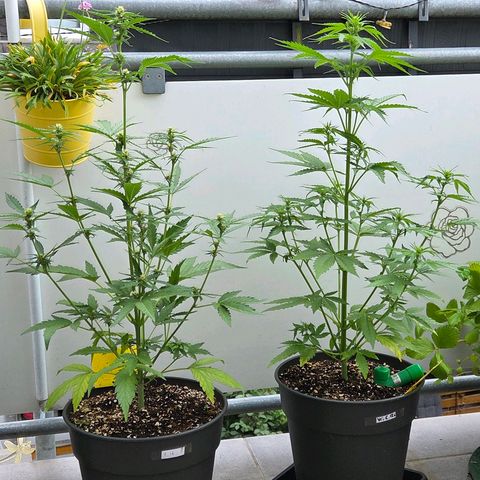 Torti growlog timeline photo