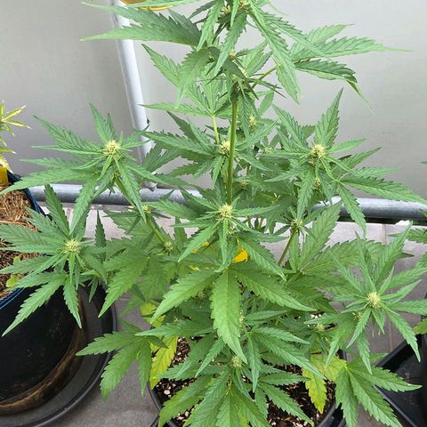 Skitti 1 growlog timeline photo