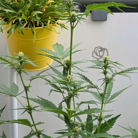 Skitti 1 growlog timeline photo