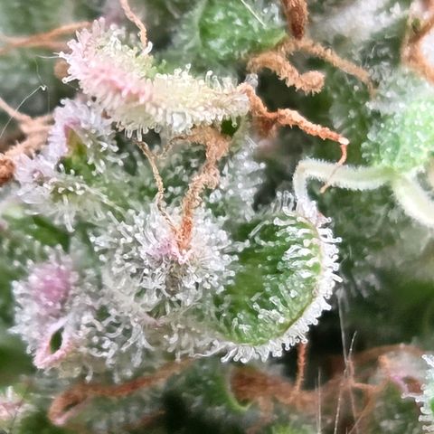 Torti growlog timeline photo