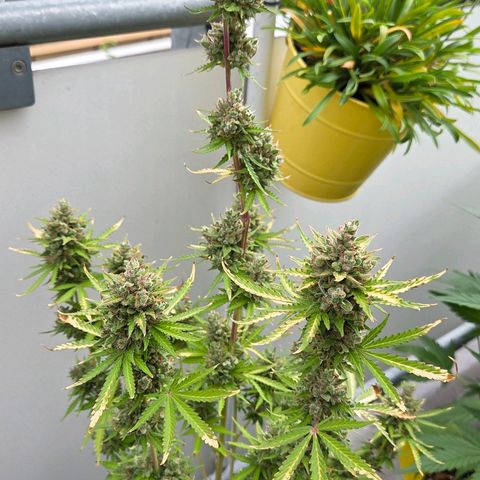 Torti growlog timeline photo