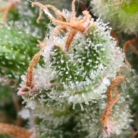 Torti growlog timeline photo