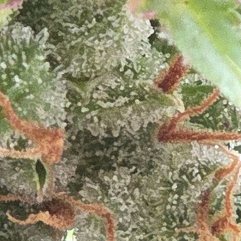 Torti growlog timeline photo