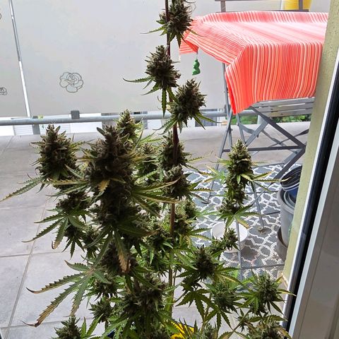 Torti growlog timeline photo