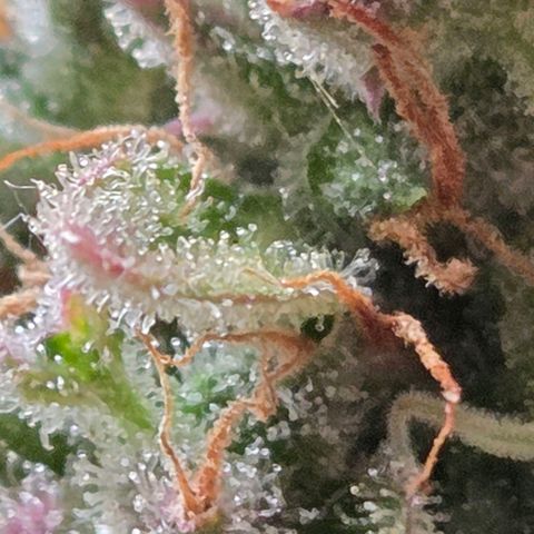Torti growlog timeline photo