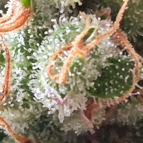Torti growlog timeline photo