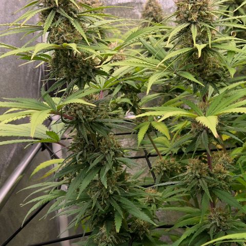 Mexican growlog timeline photo