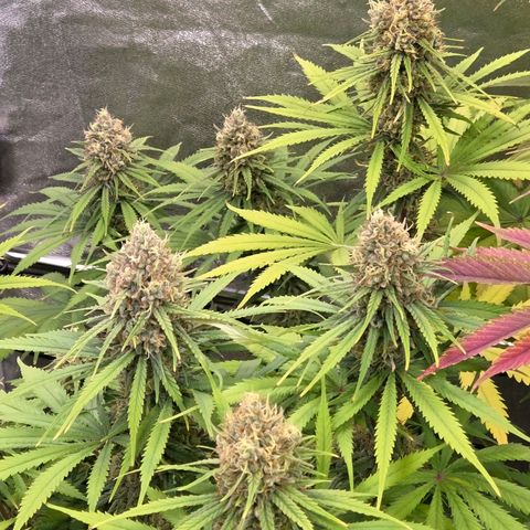 Mexican growlog timeline photo