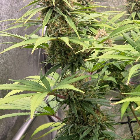 Mexican growlog timeline photo