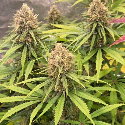 Mexican growlog timeline photo