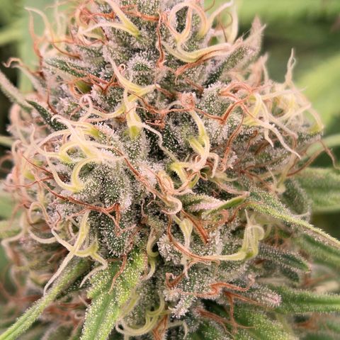 Mexican growlog timeline photo