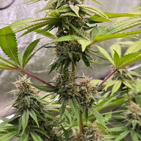 Diesel growlog timeline photo