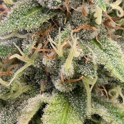 Diesel growlog timeline photo