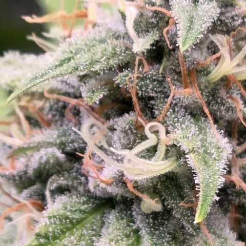 Diesel growlog timeline photo