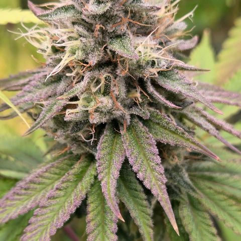 Diesel growlog timeline photo