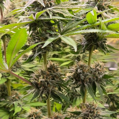 Diesel growlog timeline photo