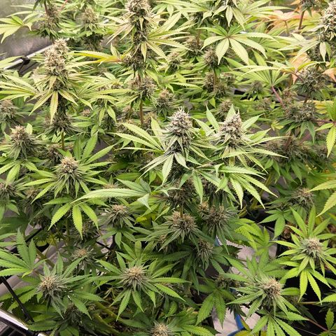 Diesel growlog timeline photo