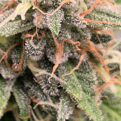 Diesel growlog timeline photo