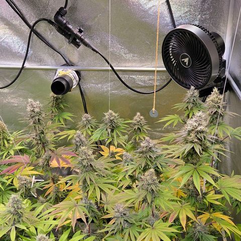 Kalini growlog timeline photo