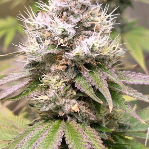 Kalini growlog timeline photo