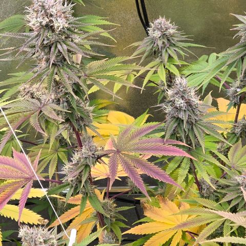 Kalini growlog timeline photo