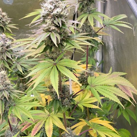 Kalini growlog timeline photo